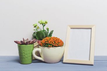 Colorful potted plants arranged with a blank frame on a...