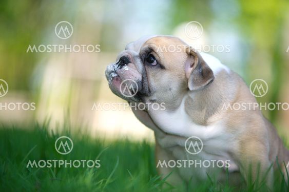 Cute english bulldog puppy outdoors