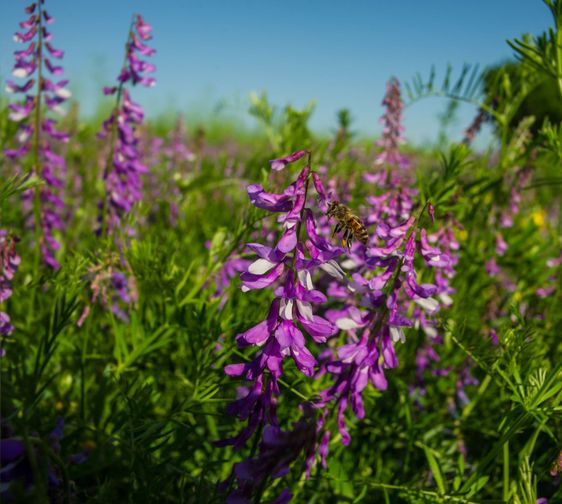 flowering plant