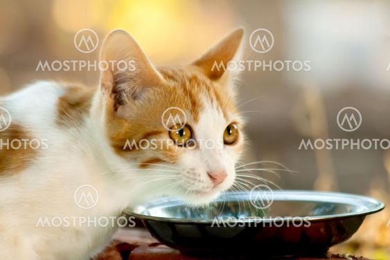 Hungry Kitten