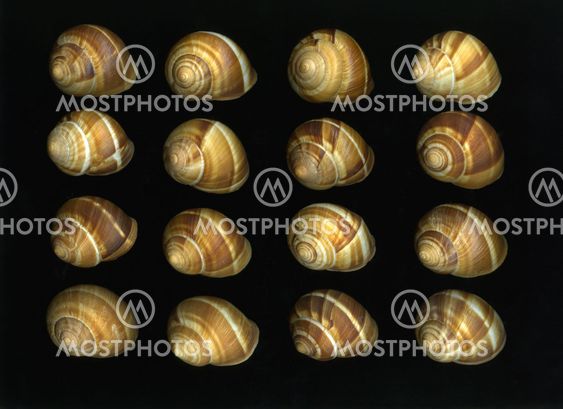 Escargot