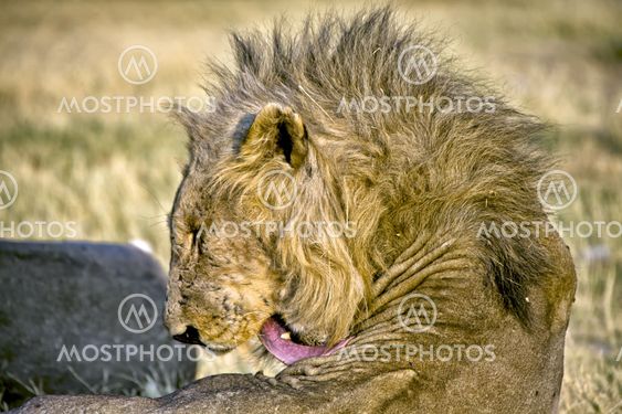 head of a lion in etosha national park namibia africa