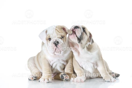 Cute english bulldog puppies isolated