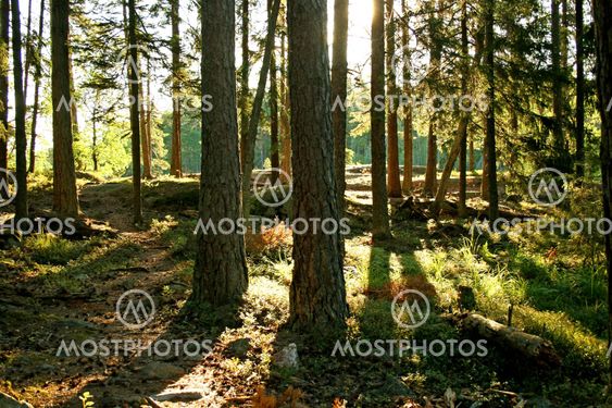 In the forest 2