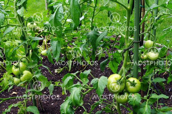 Green Tomatoes on the vine