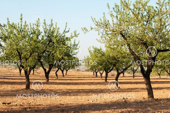 Almond plantation trees