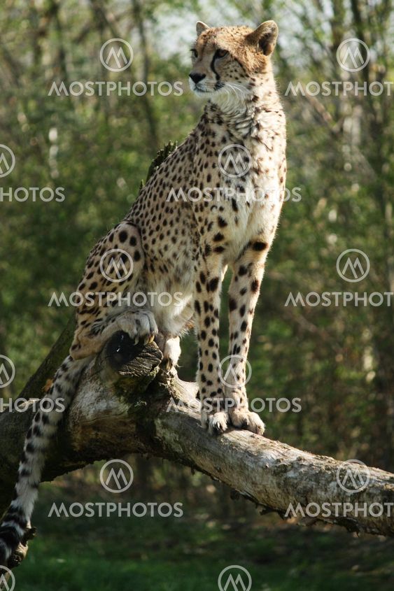 Cheetah