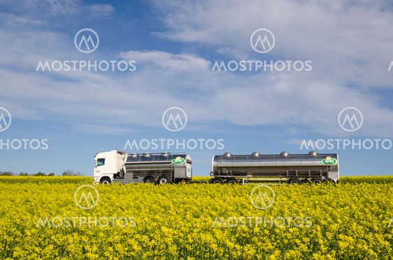 Mjölkbilen i blommande rapsfält