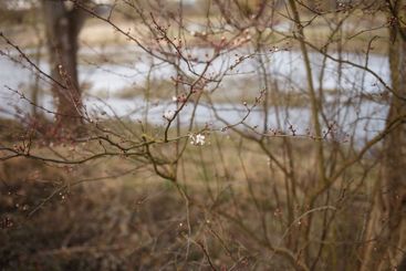 a close-up view of tree branches with small buds and a...