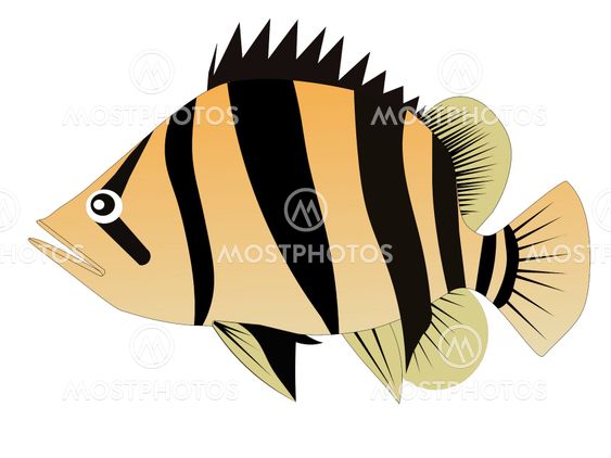 Siamese Tiger Fish By Photosmile2010 Mostphotos
