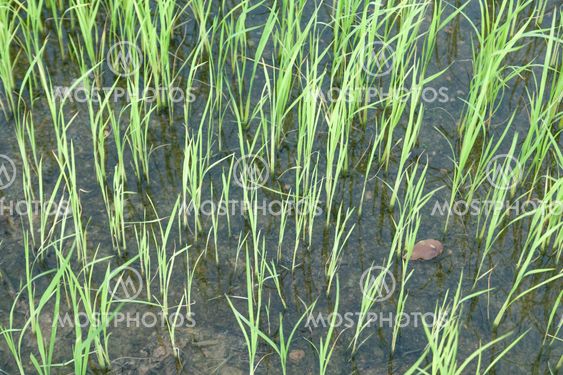 Seedlings of rice growing in paddy fields with water