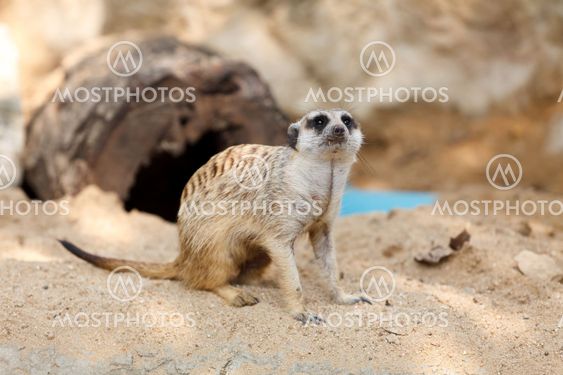 Suricate or Meerkat sitting on the sand