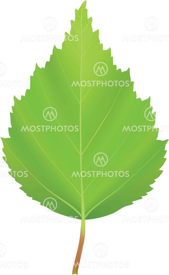 vector green leaf birch