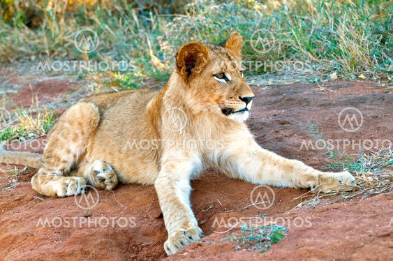 Lion - Löwe