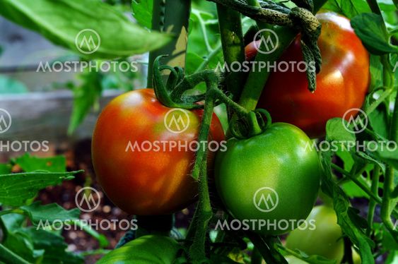 Red and Green Tomatoes