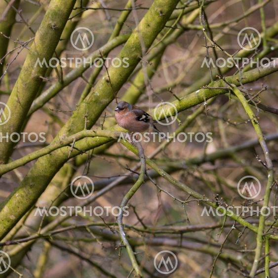 Male Chaffinch perched in woodland