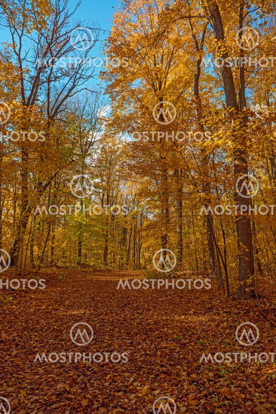 Autumn colors, leaves and trees
