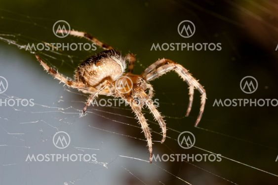 Spider