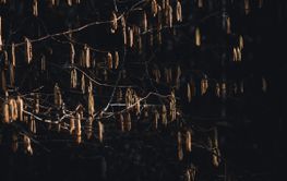 Birch tree buds in the spring