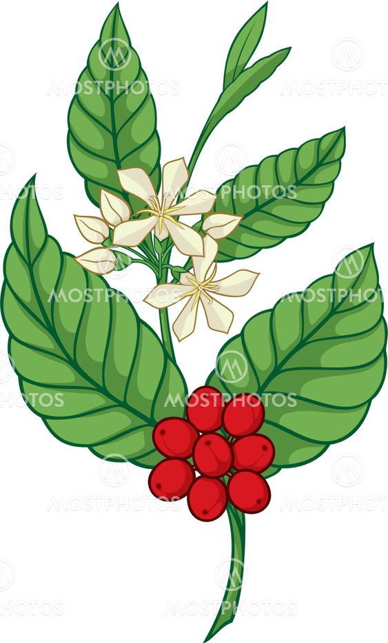 Coffee tree icon