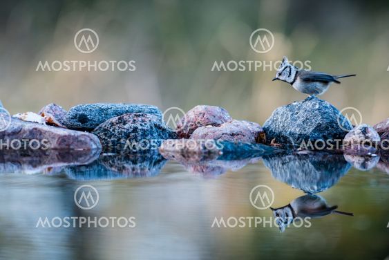 Crested Tit's reflection