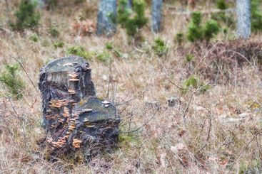 Growth, bushes and tree stump in forest, nature and...