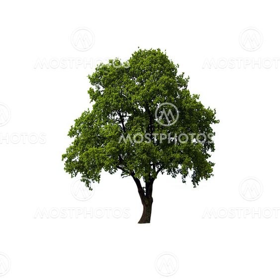 Green Tree