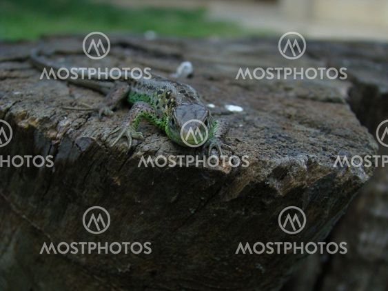 lizard