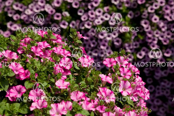 pink petunia