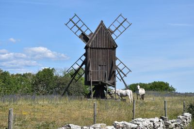 Vita hästar vid en traditionell väderkvarn på Öland