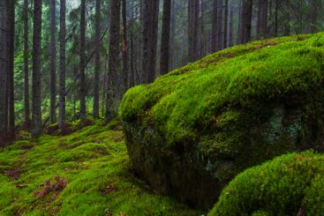 Lush green moss covering rocks in a serene Swedish...