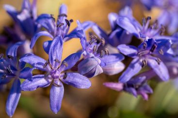 Vibrant purple flowers bloom in spring sunlight...