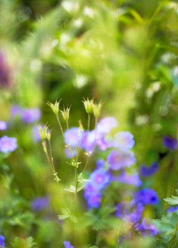 Closeup, nature and cranesbill with growth for garden,...