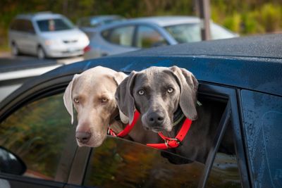 Dogs in car