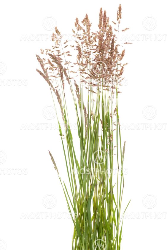 Poa pratensis