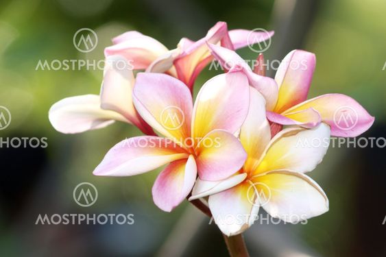 Branch of tropical flowers frangipani (plumeria)
