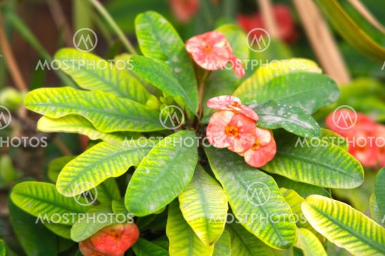 Pink Flowers