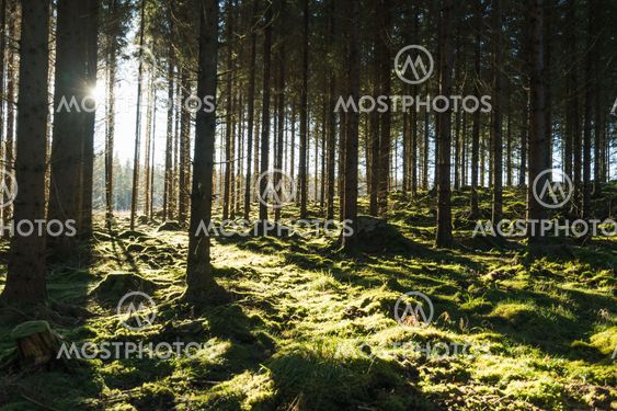 Backlit mossy forest