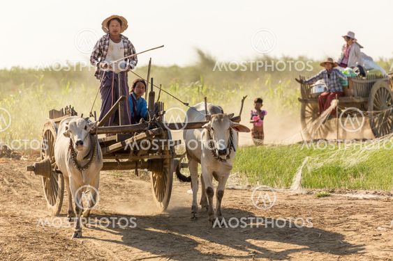 Burmese people driving oxcart
