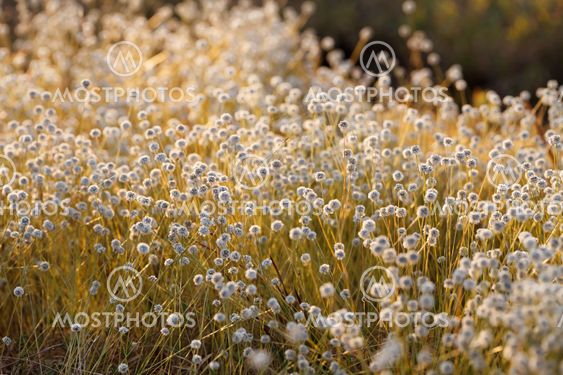 Kradumngen Flower