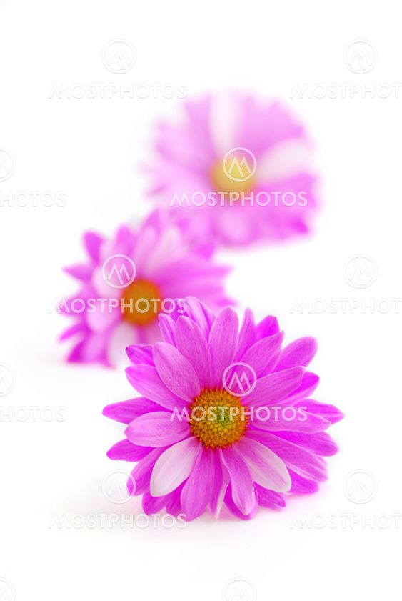 Pink flowers