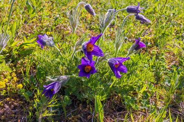 Blommande Backsippor på en äng