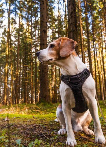 Dog in Forest with Harness, Beautiful Daylight Photo for...