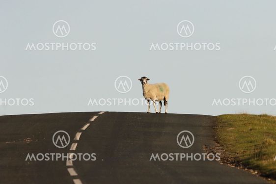 North Yorkshire Moors