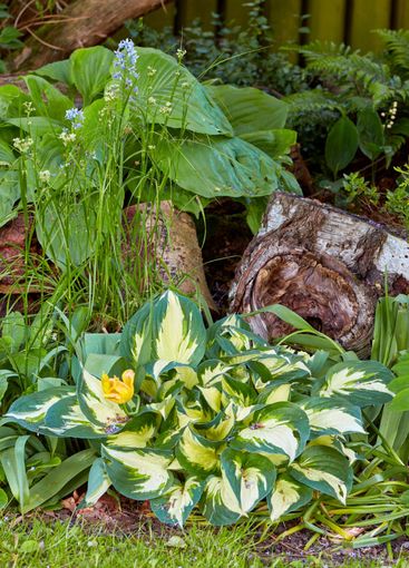Green, hosta plants and nature with garden, decoration...