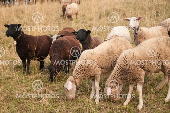 Brown Sheep and White Sheep with Ear Chips grazing in a field in Switzerland