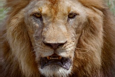close up face of male lion dangerous african safari...