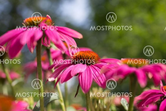 Pink Coneflower