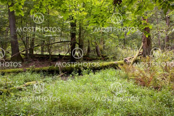 Late summer deciduous stand with broken tree