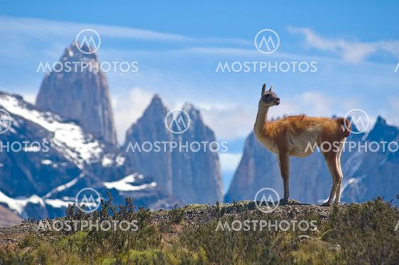 Guanaco